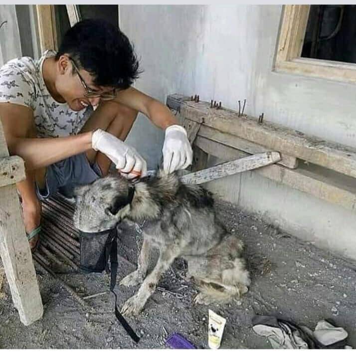Antes e depois de cão resgatado. Foto: Artes de Cachorro