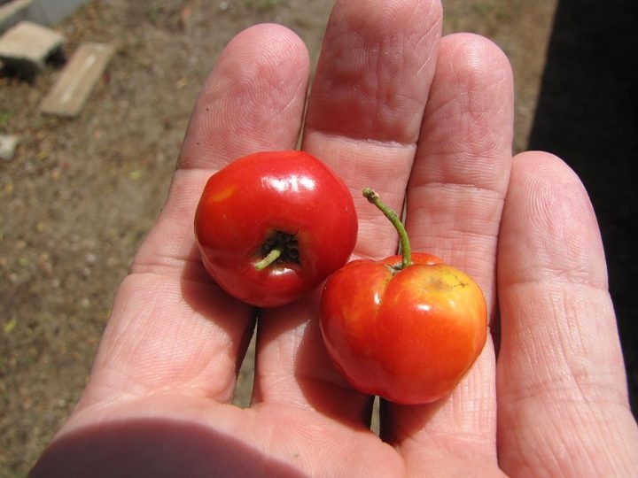 A acerola é pequena, redonda, com cerca de 1 a 3 cm de diâmetro, e possui uma casca fina e lisa que pode variar de verde a vermelha ou amarela quando madura. Reprodução: Flipar