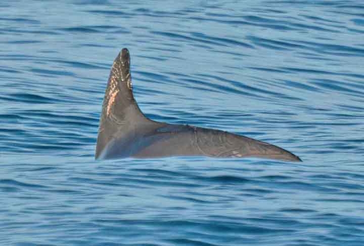 Acredita-se que apenas 10 vaquitas ainda existam no nosso planeta, e elas vivem no Golfo da Califórnia, próximo à costa oeste do México e dos Estados Unidos. Reprodução: Flipar