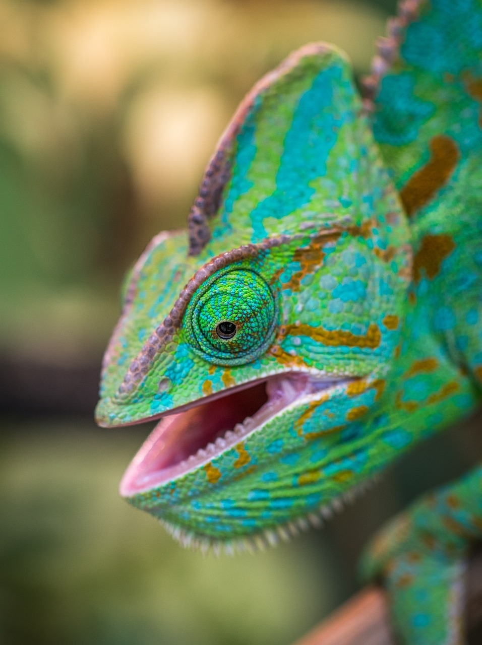 No Brasil, a posse de camaleões como animais de estimação é regulamentada pelo Instituto Brasileiro do Meio Ambiente e dos Recursos Naturais Renováveis (IBAMA). Para adotar legalmente, é necessário obter autorização.  Reprodução: Flipar