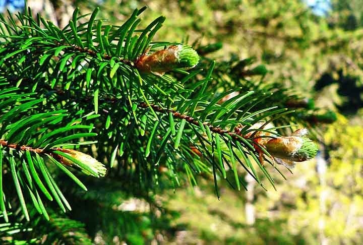 As coníferas são árvores predominantemente perenes, com folhas em formato de agulha e cones que protegem as sementes. Compõem.um belo cenário na natureza de lugares feios. Reprodução: Flipar