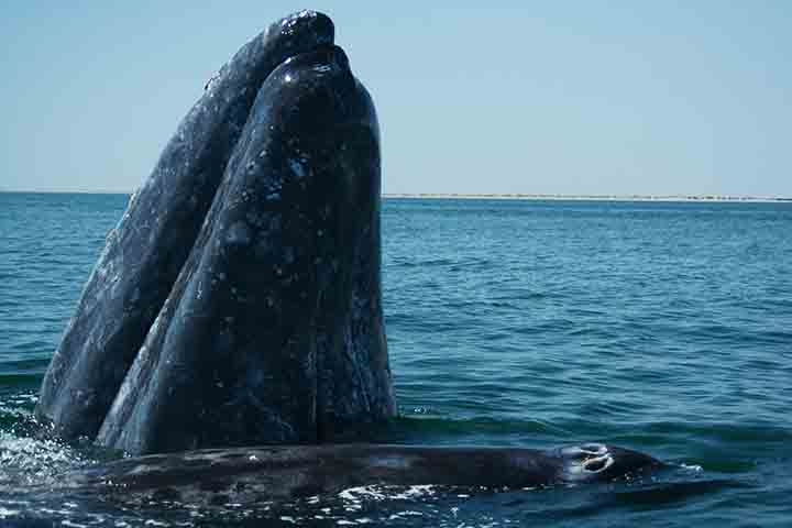 Após as fotos serem divulgadas, especialistas confirmaram algo impressionante. Trata-se de uma baleia-cinzenta (Eschrichtius robustus), que foi extinta no Oceano Atlântico no século XVIII pela indústria da caça baleeira.  Reprodução: Flipar