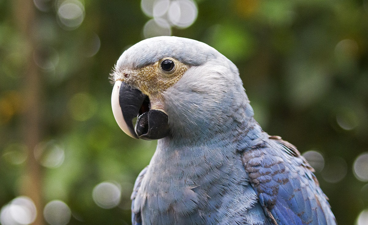 Ararinha-azul (Cyanopsitta spixii). Foto: Foto: Cristine Prates