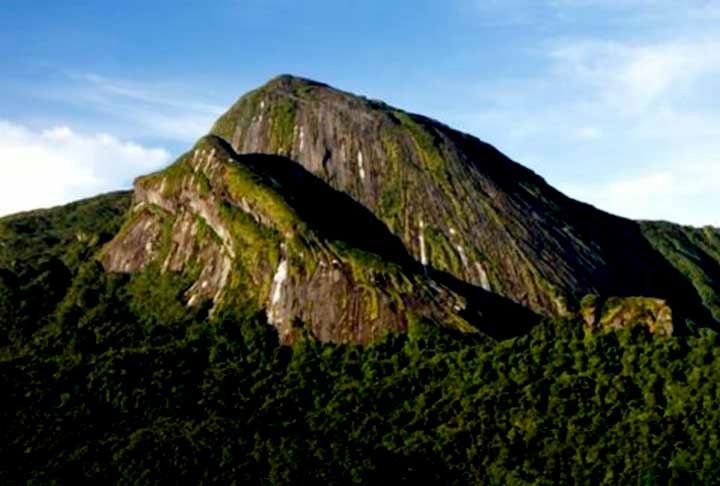 A parente mais próxima dos novos sapos é a Neblinaphryne mayeri, uma outra espécie que o mesmo grupo de cientistas havia descoberto em 2017. Isso numa expedição ao Pico da Neblina, a montanha mais alta do Brasil, que fica 80 quilômetros a oeste do Pico do Imeri. Reprodução: Flipar