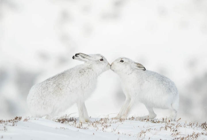 Toque, Parque Nacional Cairngorms, Escócia. Reprodução: Flipar