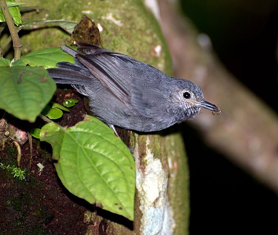 O Brasil tem animais que estão em risco - seja de forma regional ou no país inteiro. A choquinha-de-Alagoas, uma ave que só existe na Mata Atlântica, pode desaparecer. Estudo publicado na Bird Conservation International mostra que atualmente existem apenas 4 indivíduos dessa espécie registrados no país. Reprodução: Flipar