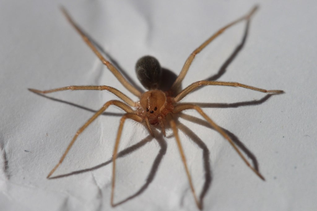Pequena e aparentemente inofensiva, a aranha-marrom é uma das mais venenosas. Ela pode ser encontrada dentro das casas.