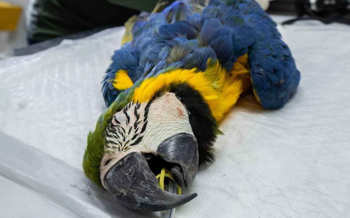 Araras-canindés voltam à Floresta da Tijuca após dois séculos de extinção. Foto: Divulgação/Flavia Zagury