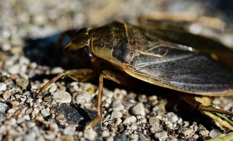 Pesquisadores do Japão descobriram informações interessantes sobre um inseto temido por muitos: a barata gigante aquática (cientificamente chamada Lethocerus indicus). Reprodução: Flipar