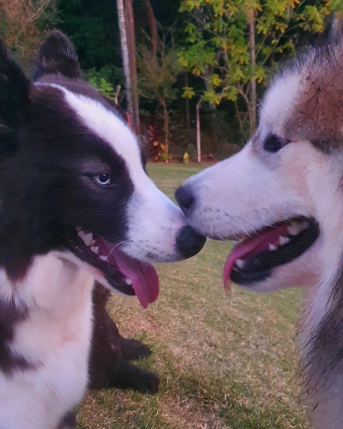 Loki e o Malamute do Alaska 