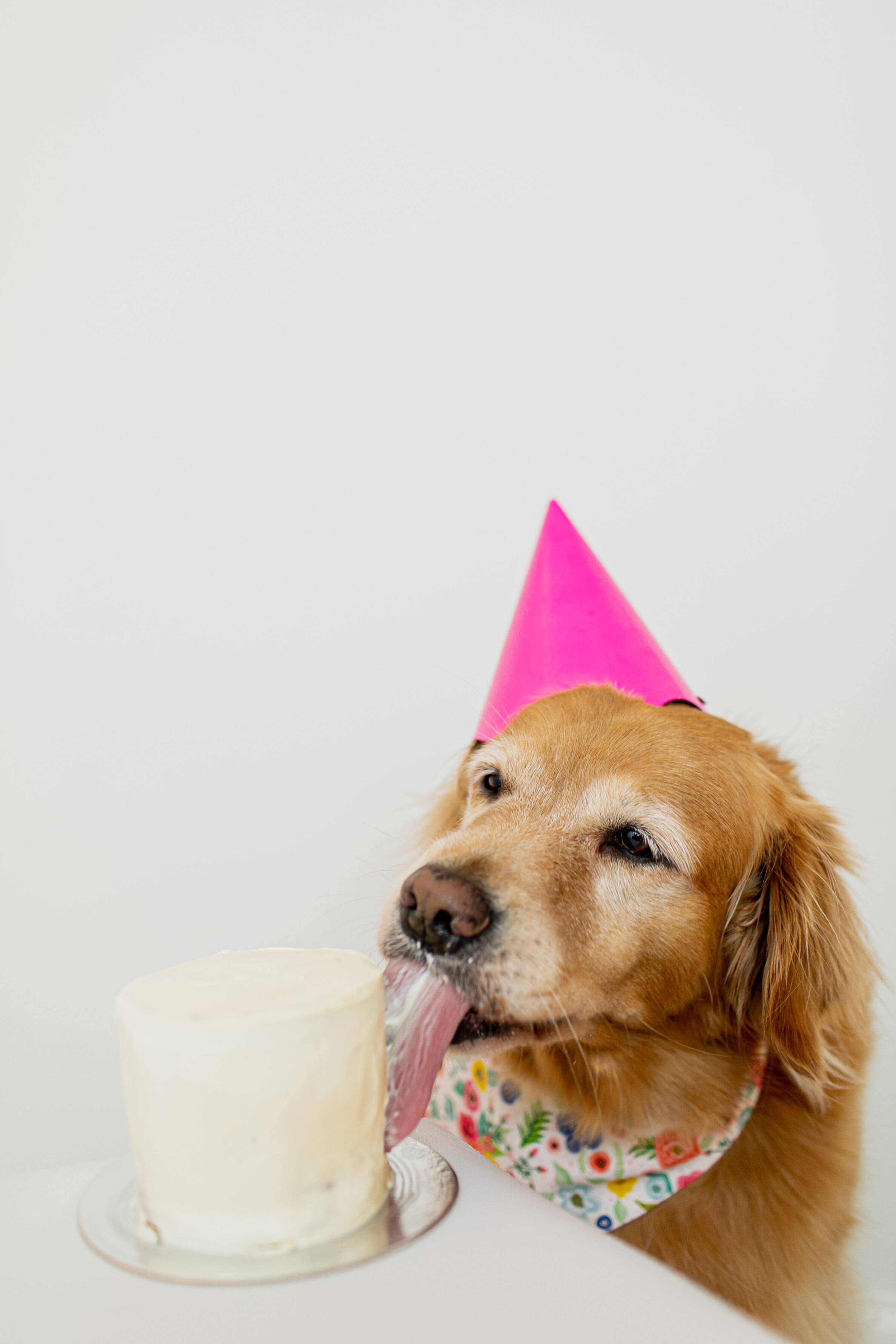 Nina, cadela da raça Golden Retriever em ensaio para comemorar o aniversário com direito a bolo e chapeuzinho. Foto: L.A. Foto Estúdio