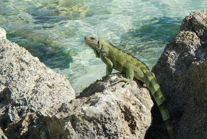 Embora pareça difícil, a ideia de que elas sobreviveram a uma longa viagem pelo mar começou a fazer sentido. Reprodução: Flipar