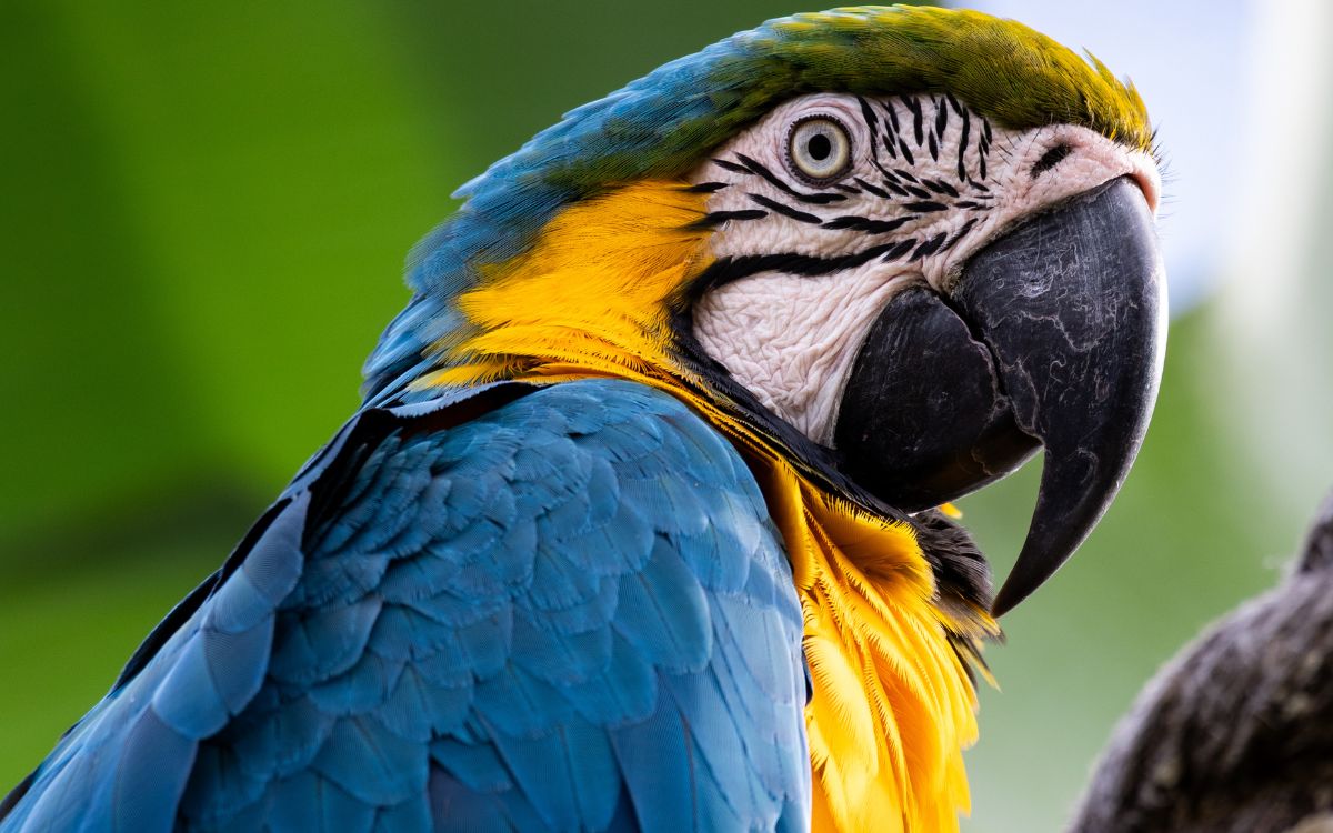 Araras-canindés voltam à Floresta da Tijuca após dois séculos de extinção. Foto: Divulgação/Flavia Zagury
