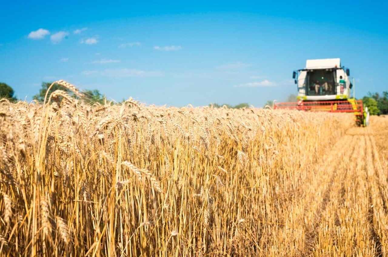 Voltando ao Brasil, na safra de 2021/2022, o país produziu aproximadamente 8,1 milhões de toneladas de trigo, um aumento de cerca de 6% em relação à safra anterior. Reprodução: Flipar