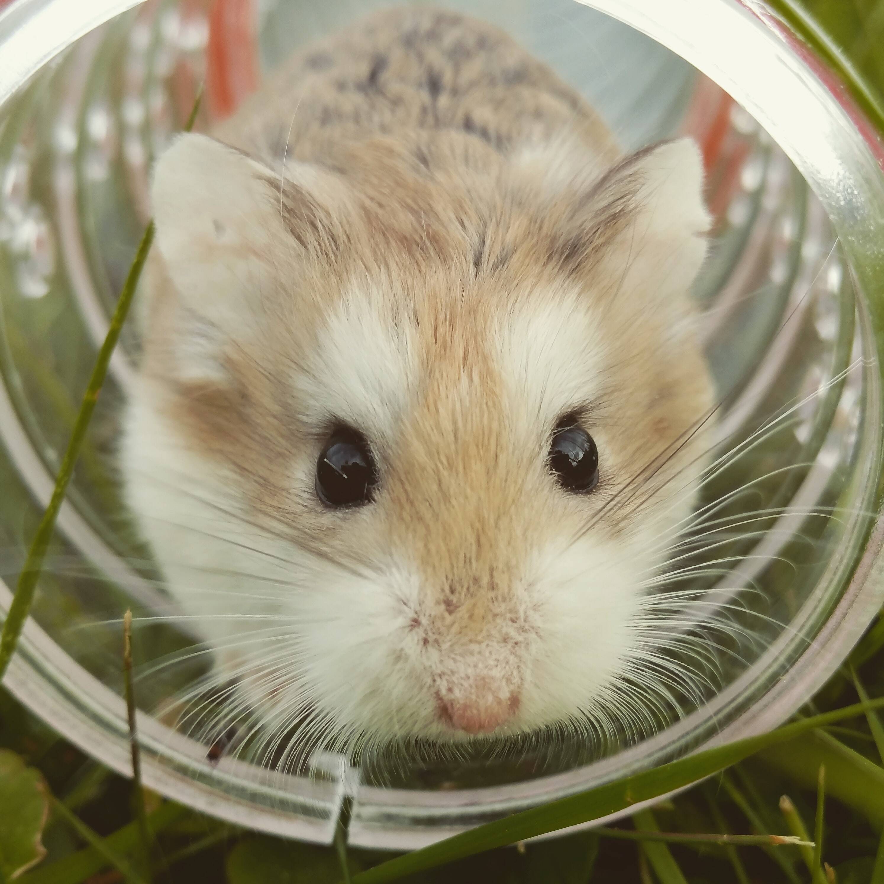 hamster. Foto: Unsplash/Silje Roseneng