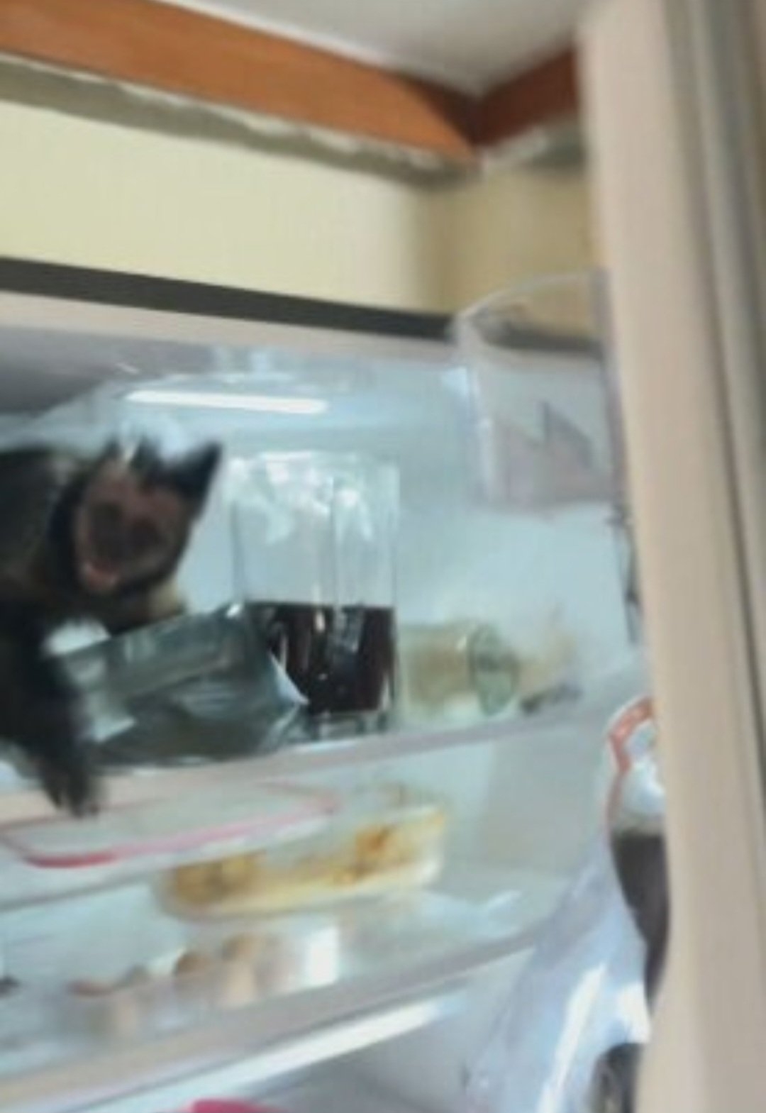 O estudante disse que macacos costumam entrar na residência, que fica numa área de mata, para pegar alimentos. Mas dentro da geladeira foi a primeira vez. Reprodução: Flipar