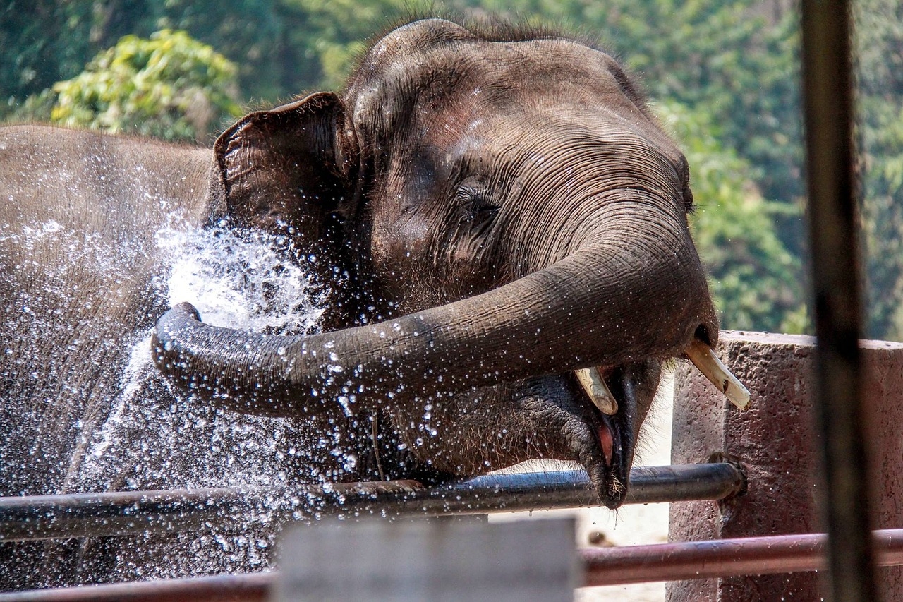 A tromba do elefante suga, de uma só vez, 10 litros de água. E despeja o líquido na boca ou sobre o corpo para o banho.  Elefantes adoram água. Da mesma forma, também é pela tromba que os elefantes respiram.  Reprodução: Flipar