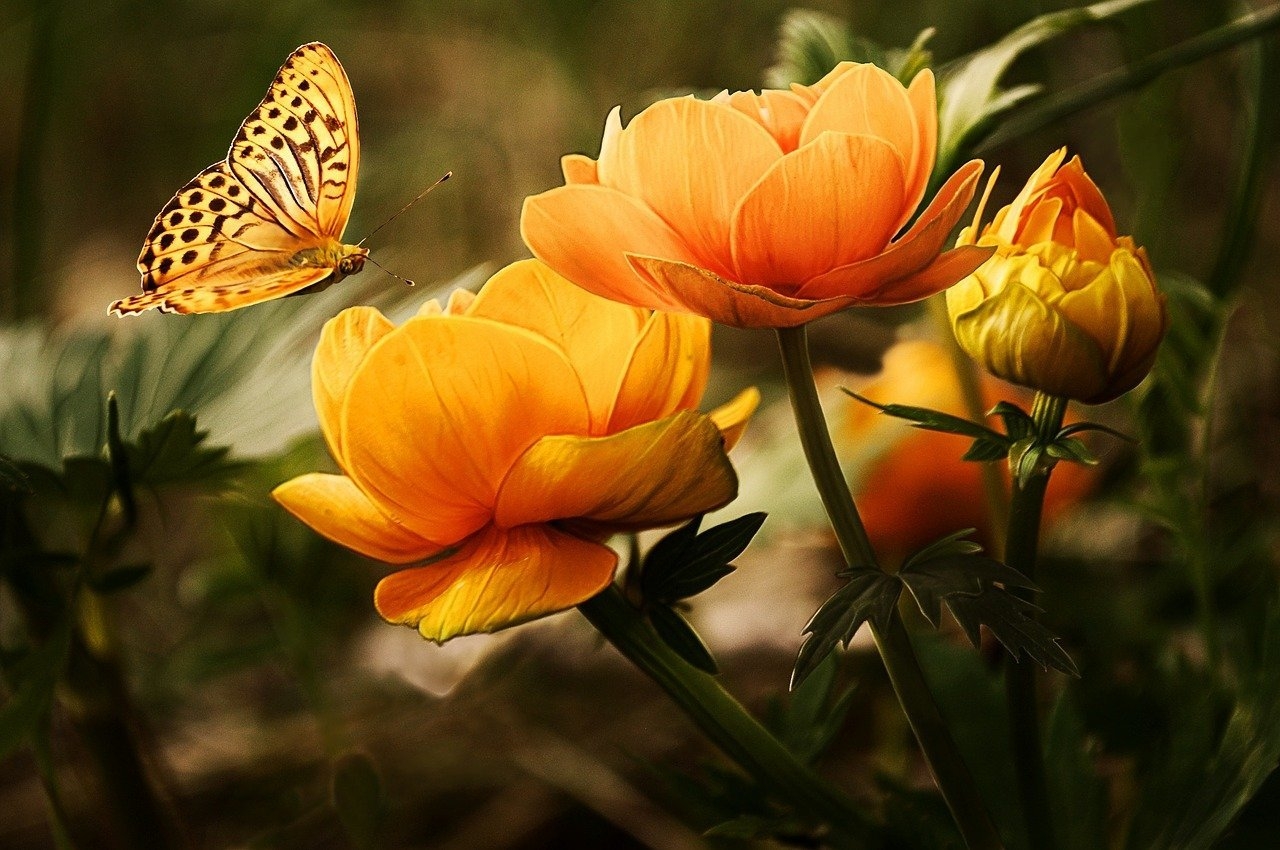 As borboletas são insetos que fascinam pela beleza e pela delicadeza, com uma enorme variedade de desenhos e cores. Por isso, preparamos uma galeria para mostrar esses encantos. Reprodução: Flipar