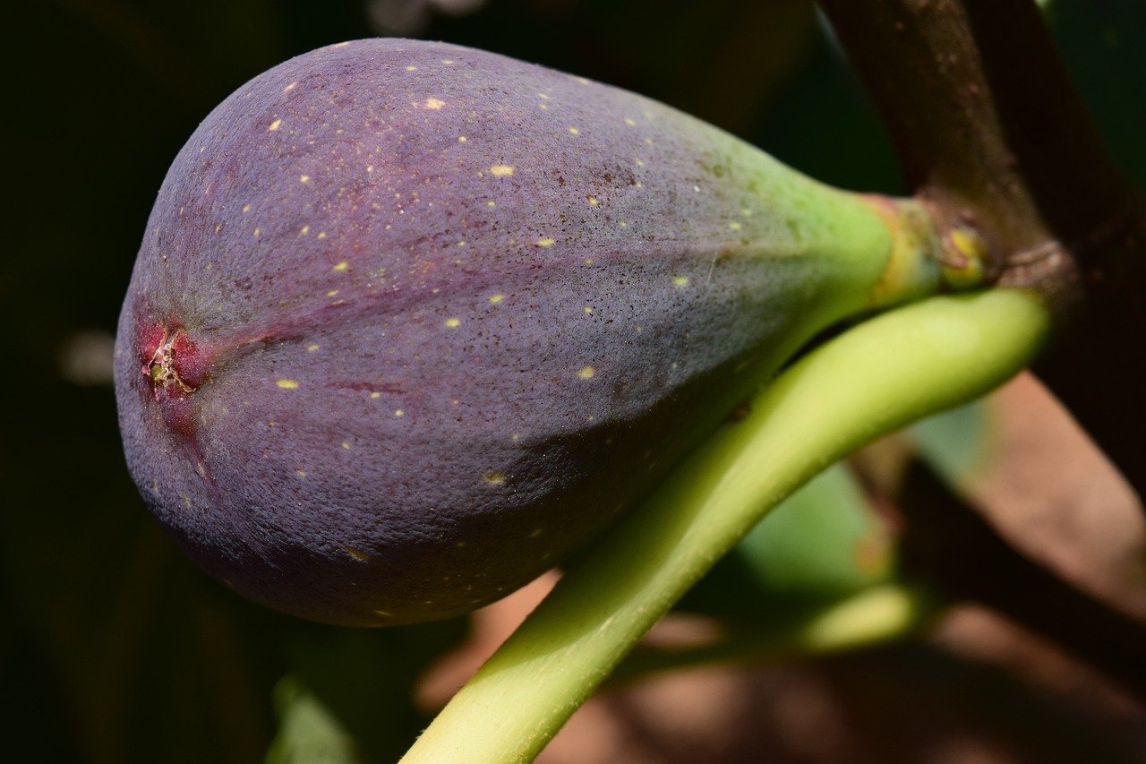 A figueira possui grande capacidade de adaptação aos mais variados tipos, com restrições aos solos encharcados. Solos profundos, bem drenados e com boa capacidade de retenção de água são ideais para o cultivo do figo. Reprodução: Flipar