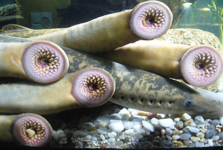 Lampreias: Estes peixes sem mandíbula com bocas em forma de disco cheias de dentes afiados existem há mais de 360 milhões de anos. Reprodução: Flipar