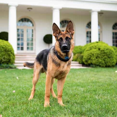 Com vários episódios de mordidas em funcionários da Casa Branca, o cachorro Commander, da raça pastor alemão, teve que deixar o local. 