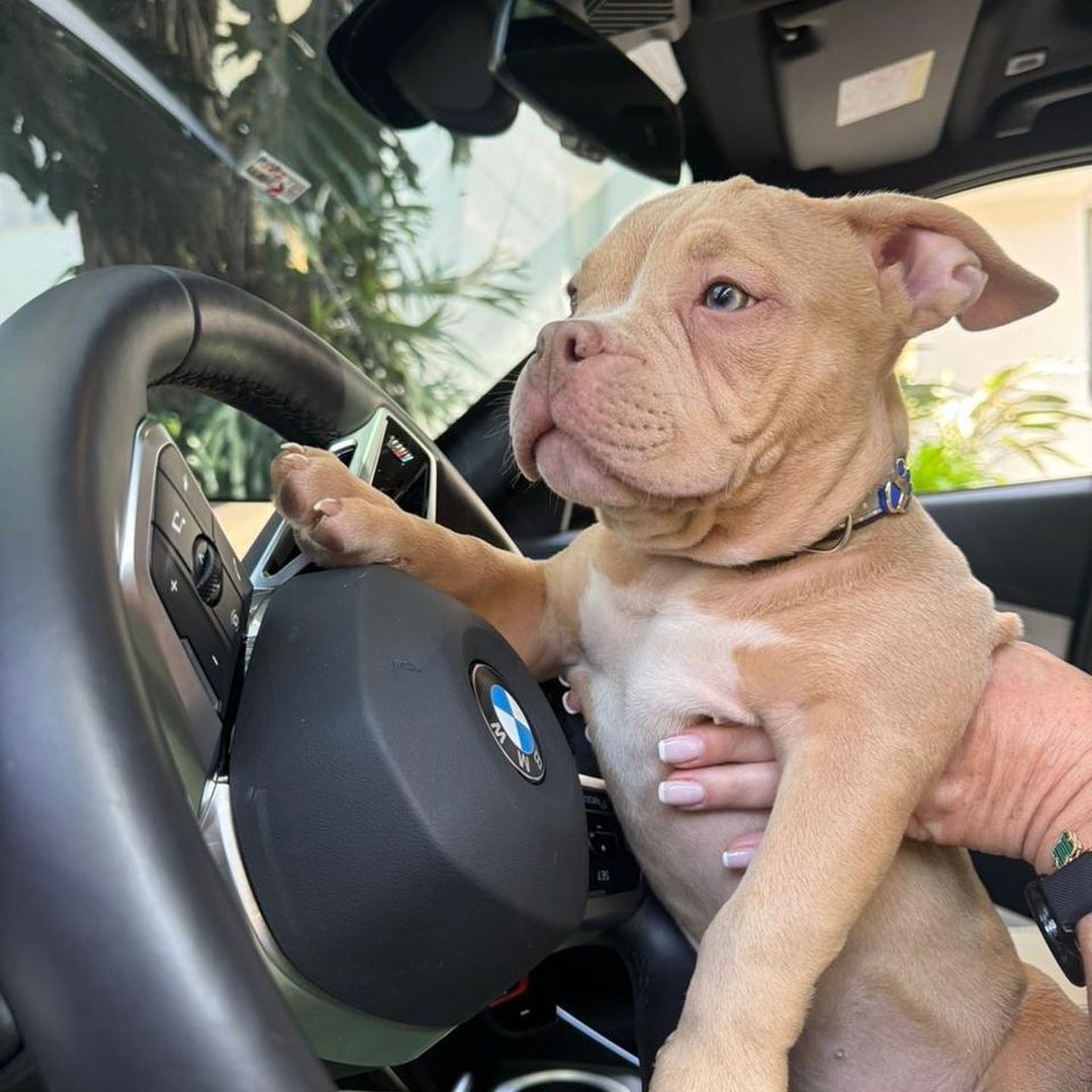 Morre cachorro de MC Daniel após acidente na piscina Reprodução