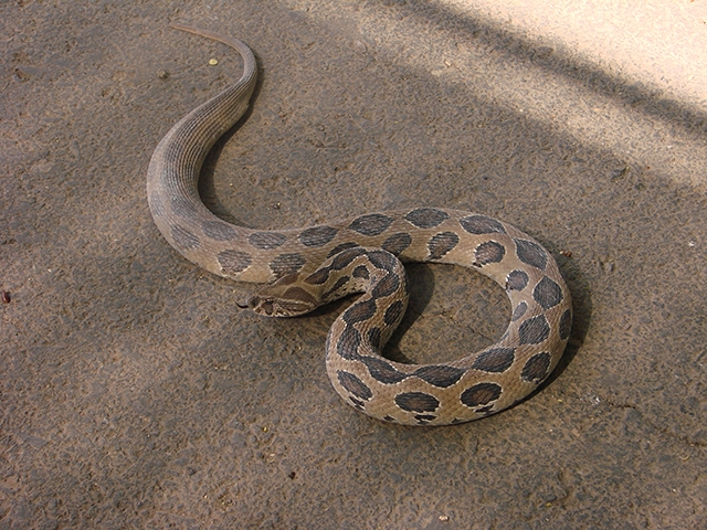 Víbora de Russell - Animal noturno, vive na Índia, China e Taiwan.  Atinge cerca de 1,60m. E tem a pele marrom com manchas que funcionam como camuflagem entre as árvores. Sua picada é considerada uma das mais dolorosas.  Reprodução: Flipar