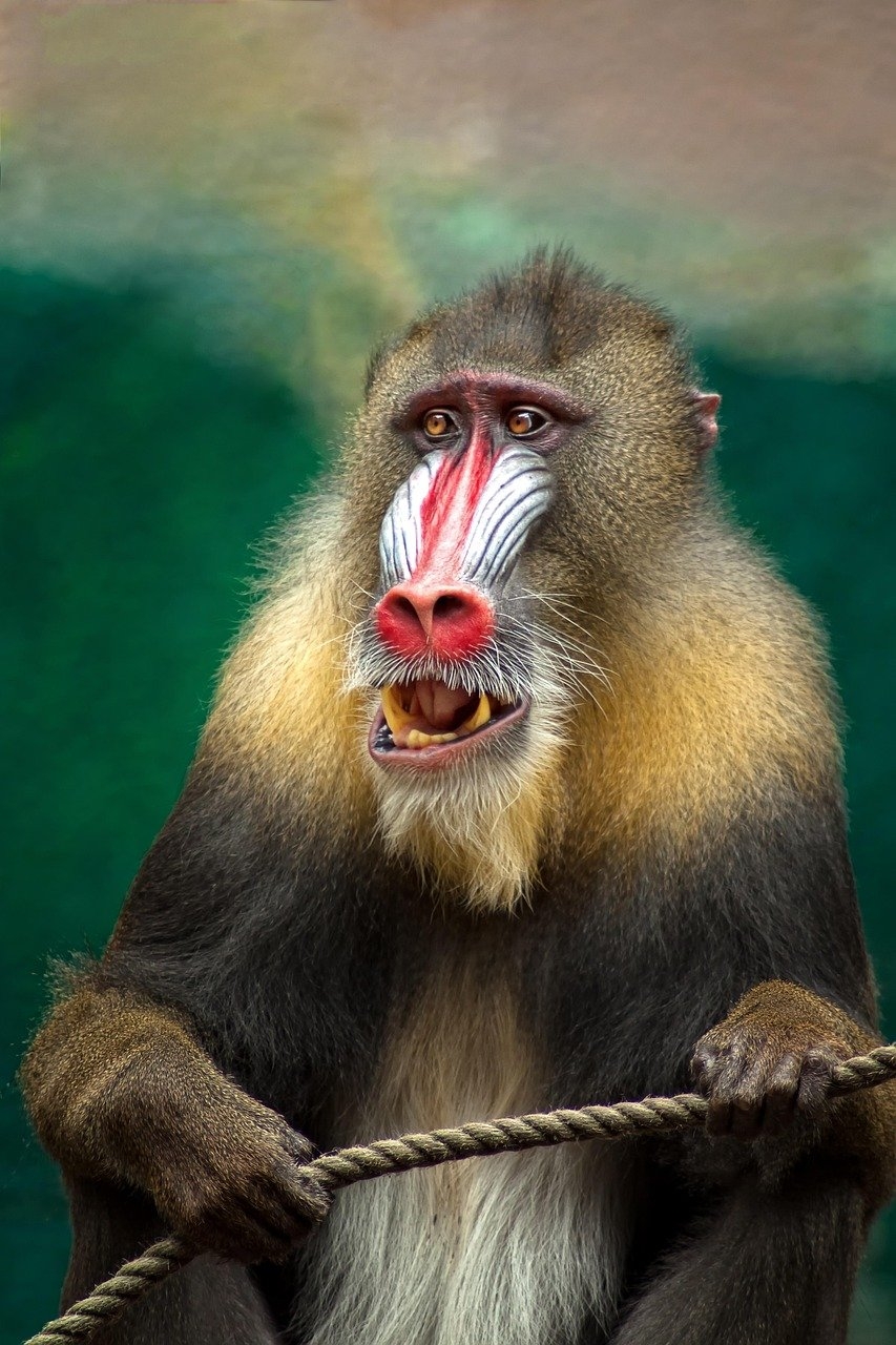 O mandril (Mandrillus sphinx), um primata, apresenta uma crista de pelos no topo da cabeça, que pode ser erguida em momentos de excitação ou para exibir dominância. Esse primata é originário das florestas tropicais da África Central. Sua expectativa de vida pode chegar a 20 anos na natureza e até 30 em cativeiro.
 Reprodução: Flipar