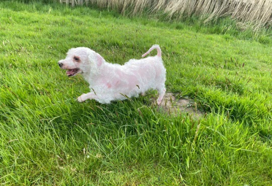 Larry agora está recebendo cuidados e aproveitando sua nova vida. Foto: Reprodução/RSPCA