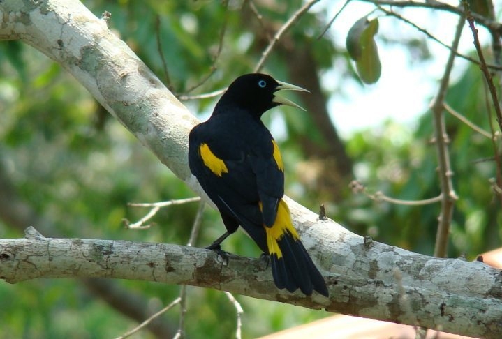 Existem três tipos de japiim: o Cacicus cela cela, encontrado na Colômbia, Bolívia e Brasil Reprodução: Flipar
