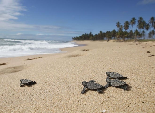 A tartaruga pode viver até 150 anos. A espécie é onívora, ou seja, se alimenta tanto de plantas como de animais. Veja os animais que, além da tartaruga,  são considerados os mais lentos do mundo. Reprodução: Flipar