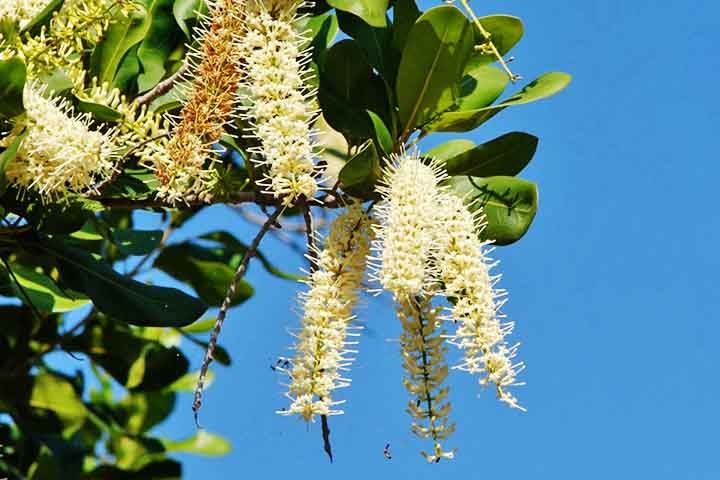 Um dos maiores benefícios da macadâmia, originária da Austrália, é seu potencial para combater os radicais livres no corpo, devido à presença de antioxidantes como flavonoides e tocotrienóis. Reprodução: Flipar