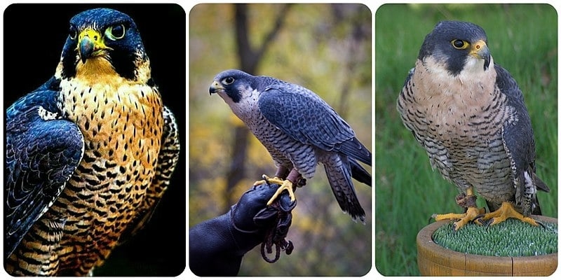 O falcão-peregrino tem uma visão detalhada e é especializado em detectar movimentos rápidos. Isso o ajuda a localizar presas, como aves menores, enquanto voa em alta velocidade, tornando-o um predador eficaz.
 Reprodução: Flipar