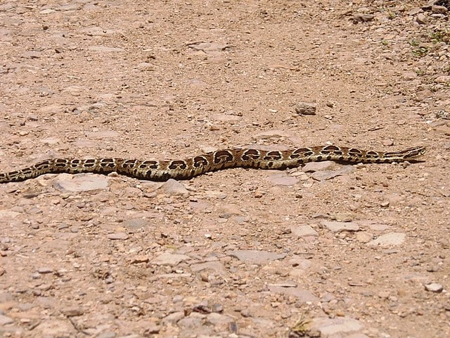 Cotiara -  É muito agressiva e ataca facilmente. Tem porte médio, com desenhos de trapézio, barriga preta e coloração castanha ou esverdeada. Em geral, se alimentar de mamíferos. O veneno dela causa necrose no local da picada. Reprodução: Flipar