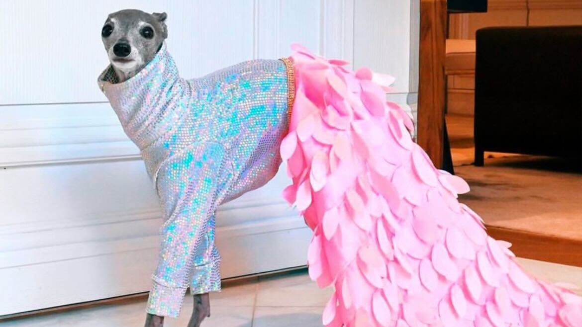 Sereia canina - A cachorra também surge com fantasias diferentes. Uma vez surpreendeu os seguidores com uma calda de sereia rosa e blusa com mangas cintilantes. Reprodução Instagram- 22.4.2024