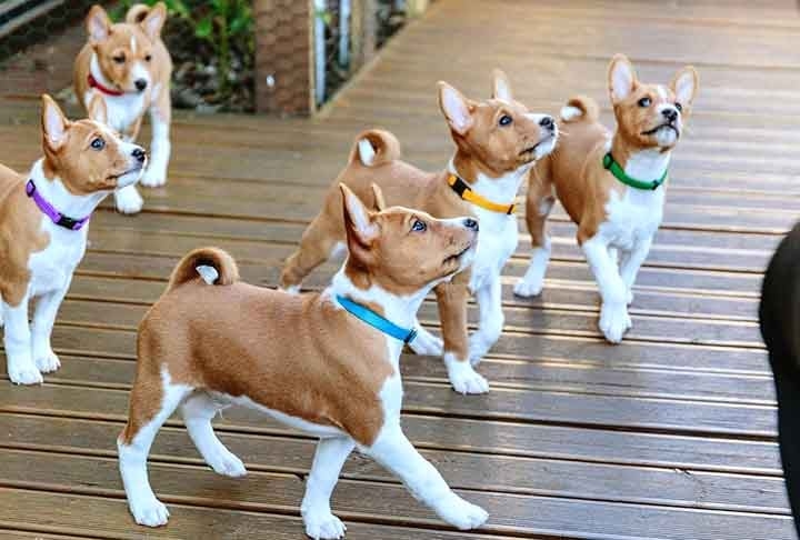 O basenji é uma das raças mais antigas do mundo, com raízes nas cabeceiras dos rios Nilo e Congo, na África. Requer muita atenção e adora exercícios, sendo um legítimo cão de guarda. Reprodução: Flipar