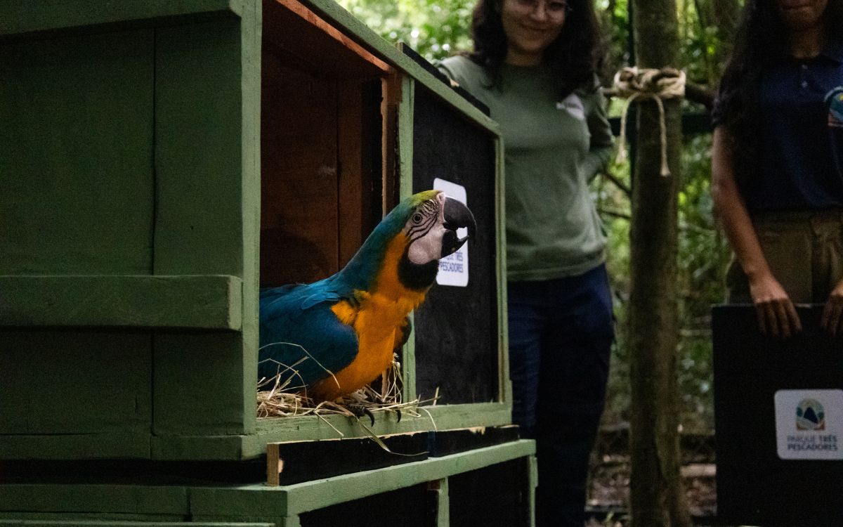 Araras-canindés voltam à Floresta da Tijuca após dois séculos de extinção. Foto: Divulgação/Flavia Zagury