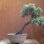 Para que os bonsais se desenvolvam, são necessários alguns conhecimentos básicos de jardinagem, além de outros conceitos adquiridos com a prática. Foto: Divulgação Clube do Bonsai