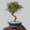 Um pré-bonsai tecnicamente bem produzido precisa de, no mínimo, cinco anos de bons tratos e podas adequadas para ter qualidade. Foto: Divulgação