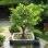 O cultivo dos bonsais é realizado no Japão desde o século 12. Foto: Divulgação Clube do Bonsai
